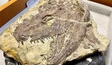 عکس | کشف تمساح غول‌پیکری که رشد آن متوقف نشد!