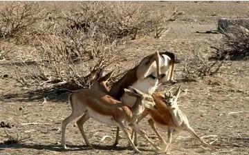  ۳۶۰ دشت کشور ممنوعه است 