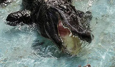 ویدیو/ لحظاتی ترسناک از مرگ فجیع انسان توسط تمساح غول‌پیکر 
