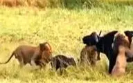 حمله بی‌رحمانه سه شیر نر به یک بوفالو پس از زایمان 