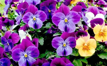 این دمنوش از سرطان جلوگیری می‌کند؟