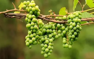 تشخیص قندخون ، چربی و مشکلات کبدی با یک استکان آبغوره