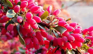 خواص درمانی باورنکردنی زرشک