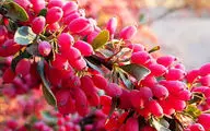 خواص درمانی باورنکردنی زرشک