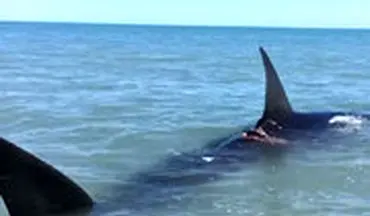 کوسه نهنگ غولپیکر ۱۹ متری مهمان ناخوانده سکوی نفتی فروزان خلیج فارس