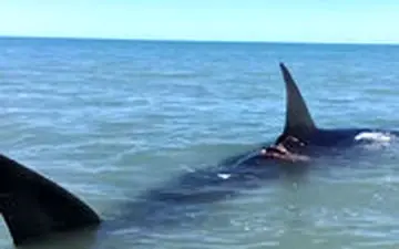 کوسه نهنگ غولپیکر ۱۹ متری مهمان ناخوانده سکوی نفتی فروزان خلیج فارس