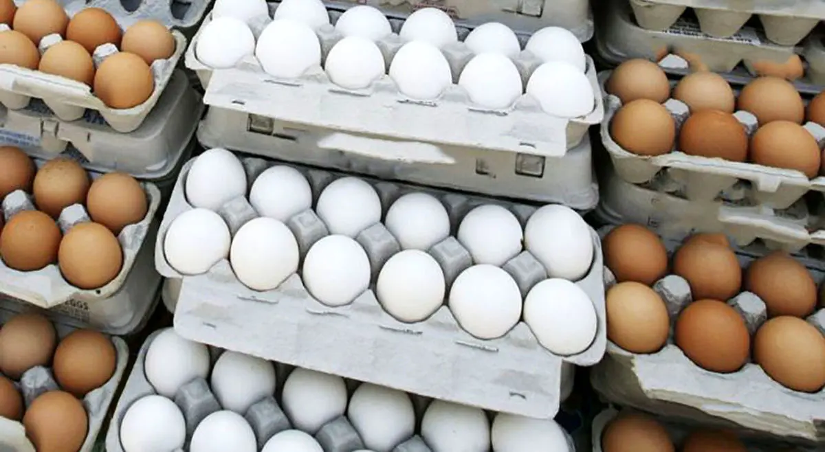 کاهش چشمگیر قیمت تخم مرغ 