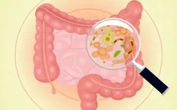 لاغری به کمک باکتری های روده