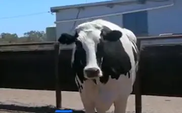 گاوی غول پیکر با 194 سانتیمتر قد و 1400 کیلوگرم وزن + فیلم 