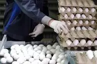  خبر رسمی درباره افزایش قیمت تخم مرغ اعلام شد 
