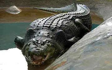 شکار فیل توسط کروکدیل + فیلم