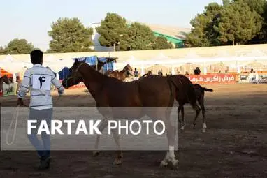  چهارمین جشنواره ملی زیبایی‌های اسب (تاق‌بستان)  جشنواره اسب اصیل کُرد