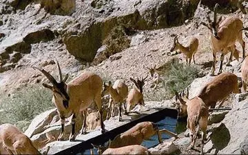 ورود به منطقه حفاظت شده باشگل تاکستان ممنوع است