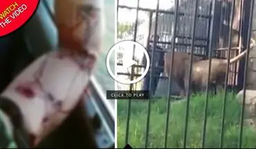 حمله مرگبار شیر باغ وحش به گردشگر! +فیلم 