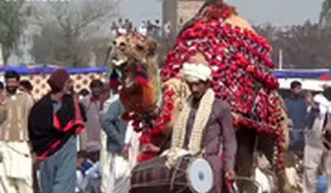  شترها در پاکستان کشتی می‌گیرند!