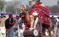  شترها در پاکستان کشتی می‌گیرند!