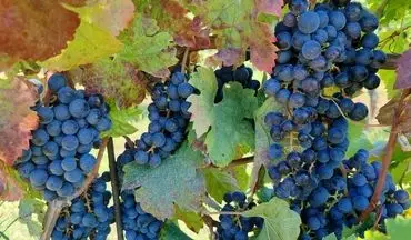 خطر سرطان در میوه‌ها و سبزیجات: کدام محصولات بیشترین سموم را دارند؟