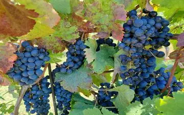 خطر سرطان در میوه‌ها و سبزیجات: کدام محصولات بیشترین سموم را دارند؟