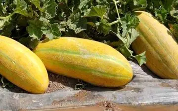 هشدار! با خربزه این خوراکی ها را نخورید!