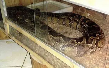 خانه این مرد در قلهک پر از مارهای سمی و آدم خوار است + عکس 