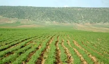 ‍ پیش بینی کشت 20 هزار هکتار نخود پاییزه در اراضی شهرستان کرمانشاه