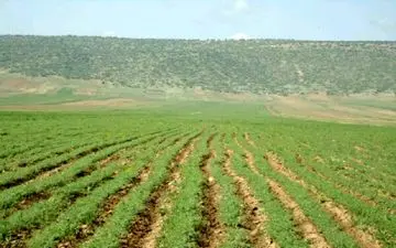 ‍ پیش بینی کشت 20 هزار هکتار نخود پاییزه در اراضی شهرستان کرمانشاه