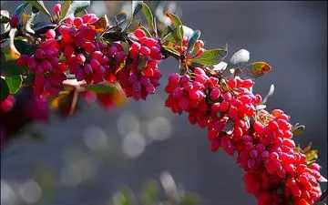 خواص فوق العاده زرشک