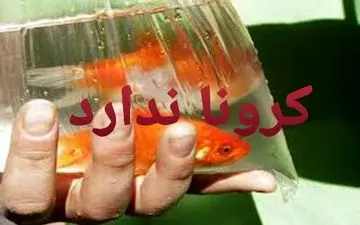 ویروس کرونا از طریق ماهی گلی منتشر نمی شود