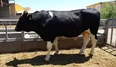 
کشف ۱۶ رأس گوساله قاچاق در عملیات پلیس اسلام‌آبادغرب
