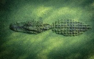 عکسی زیبا از شکارچی رودخانه