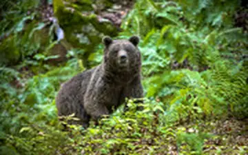 یک خرس مردی را کشت و خورد !
