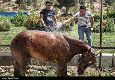  جشنواره اسب اصیل ترکمن در خراسان شمالی  + تصاویر