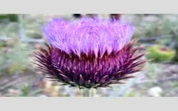 سرفه میزنی و اذیت میشی؟ بیا تا درمان سریع رو با شکر تیغال بهت نشون بدم