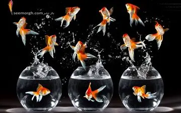 چگونه ماهی قرمز بیمار را تشخیص دهیم؟