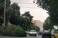 هشدار نارنجی هواشناسی: وزش باد خیلی شدید در تهران؛ چادر نزنید!