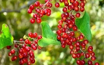 گیاه صاف کننده خون در طب سنتی