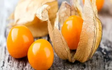 برداشت «گیلاس‌های زمینی» گران قیمت‌ترین میوه کشور+ تصاویر