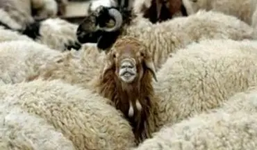 
قاچاق گوسفند زنده با قایق در آب‌های بندرعباس
