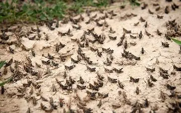 طغیان ملخ‌ها خطرناک نیست 