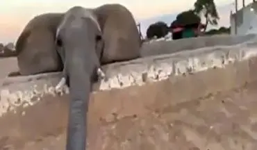 سیلی زدن فیل به یک زن با خرطوم + فیلم