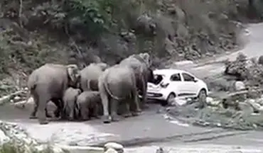 حمله فیل‌های عصبانی به ماشین‌های پارک شده در پارک ملی