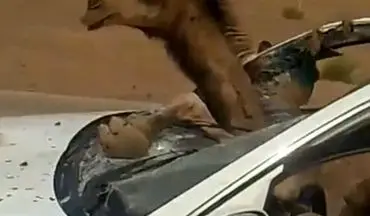 صحنه‌ای عجیب از تصادف یک خودرو با شتر! +فیلم 