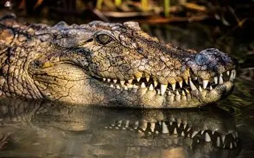 ابراز شادمانی گاندو از بازگشت به زیستگاهش