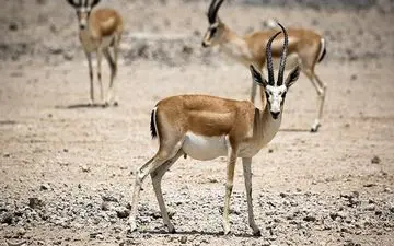 دهمین نسل آهو در سایت چشمه گل تربت‌جام متولد شد