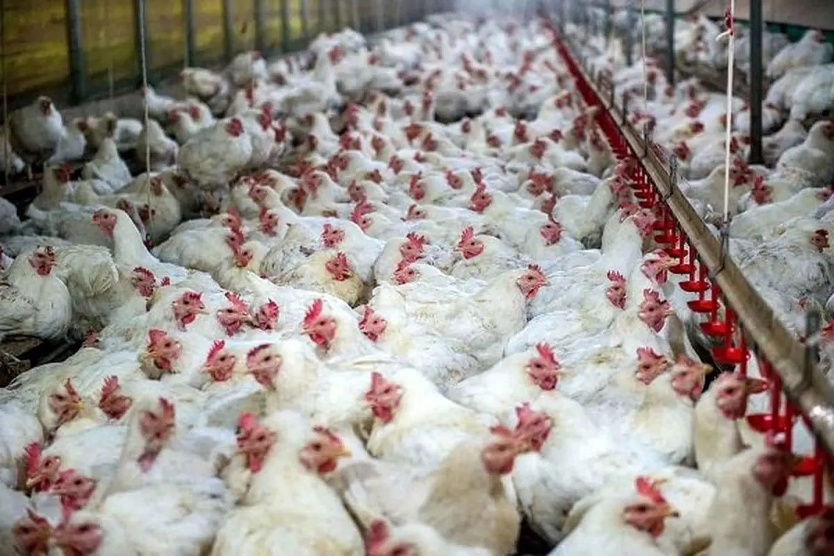 قیمت مرغ زنده کیلویی ۴۵ هزار تومان می‌شود