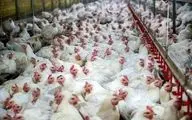قیمت مرغ زنده کیلویی ۴۵ هزار تومان می‌شود