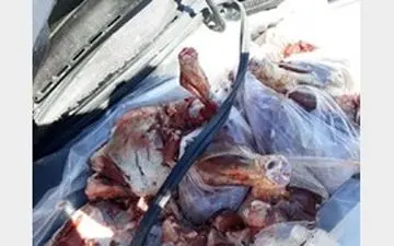 ضبط محموله بزرگ گوشت قرمز قاچاق در بندرعباس
