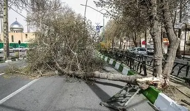 خسارت ۷ میلیارد ریالی وزش شدید باد در اصفهان؛ آغاز سرمازدگی دیررس بهاره در باغات