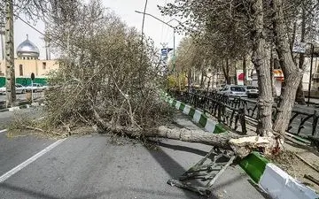 خسارت ۷ میلیارد ریالی وزش شدید باد در اصفهان؛ آغاز سرمازدگی دیررس بهاره در باغات