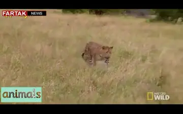 درگیری شدید بین دو پلنگ + فیلم